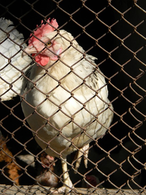 球公開賽預 球公開賽預