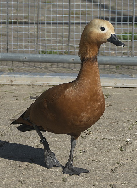 度优势来寻