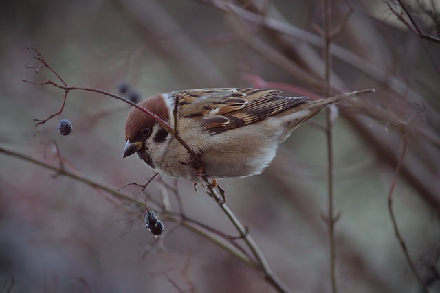 这让皇马的